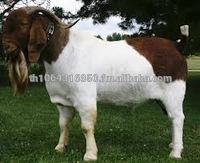 Live Boer Goats,Saanen Goats, Askanian Goats