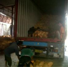 mature coconut