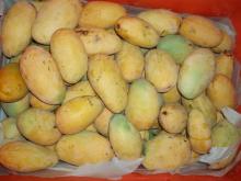 Chonsa MANGO PULP