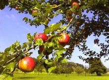 apple juice concentrate
