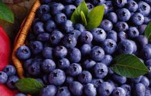 Blackcurrant Juice Concentrate,juice concentrate, soft   drinks ,IQF Blackcurrant,food
