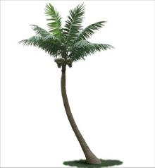 Wedding Decoration of Bent Trunk Coconut Tree