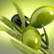 Italian Extra Virgin Olive Oil