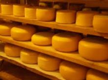 High Quality Gouda Cheese