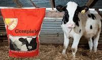 100% Pure Grade 1 Sheep Milk
