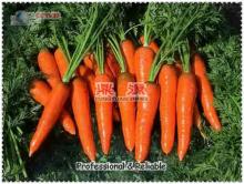 fresh carrots china