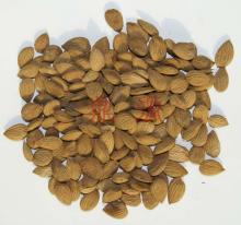 China almonds