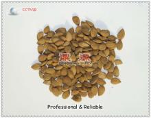 China almond nut