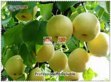 China canned pear