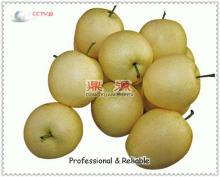 China apple pear