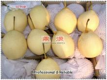 pear fruit