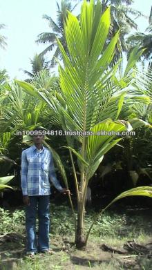  Coconut   young  plants