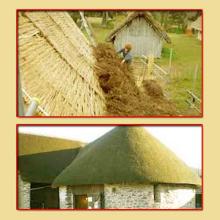 Thatched coconut Leaf House Construction in Noida