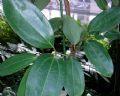 Cinnamon Bark P.E Cinnamon Bark extract