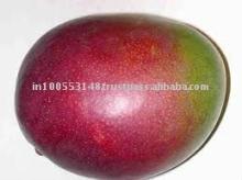  Mangifera  Indica