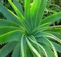 Aloe Vera For Sale