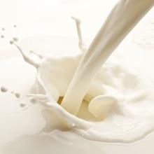 Dairy  milk   powder   flavour 