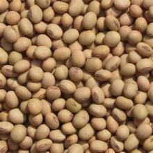 soya beans drink