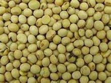 soya beans seeds