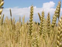 modified starch,build,oil,beneficiation ect..hot sell,bottom prices