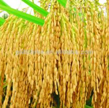 Food additive organic brown rice starch for food grade
