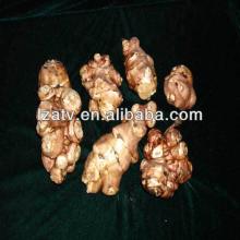  Jerusalem  artichoke flour