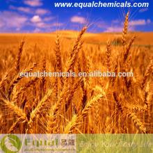 FREE sample Food Grade Vital  wheat   gluten   Protein  75%min