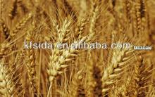 wheat processed into glucose syrup making machine