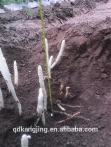 frozen white asparagus