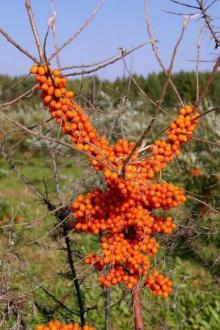 Frozen Sea-Buckthorn