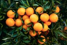 fresh valencia orange