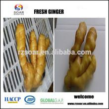 Fresh ginger,100g up ginger