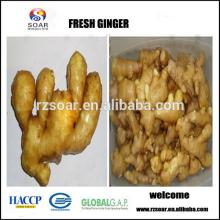 Fresh ginger,150g up ginger