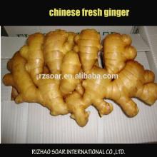 semi dried ginger -chinese