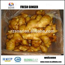 Fresh ginger,shandong ginger