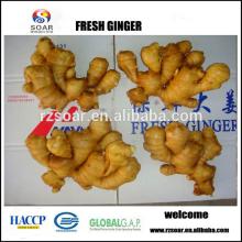 Fresh ginger,Short and Fat ginger