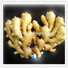 ginger export