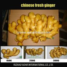 fresh ginger bulk supply