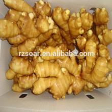 ginger supplier in china