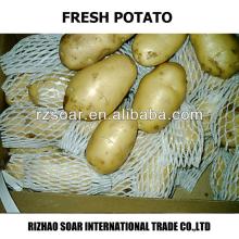 professional potatoes supplier, fresh potato