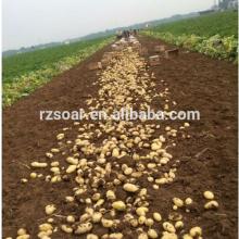 farm fresh potato