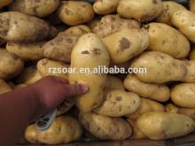 potato in container