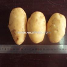 Fresh potato-holland 15