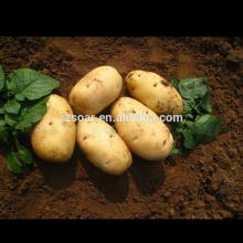 chinese new Fresh potato