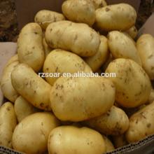 Fresh potato-yellow shine