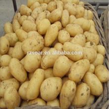  fresh   potato  in  agriculture 