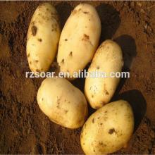 chinese fresh potato exporter