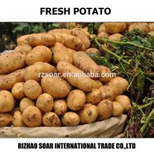 potato,chinese fresh potatoes