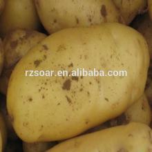 holland potato of china