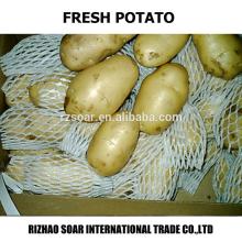 Fresh potato  export  to  Malaysia 
